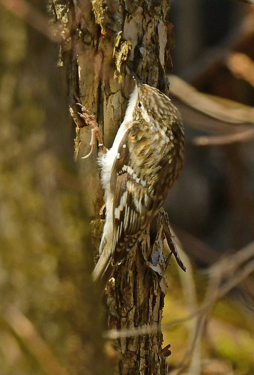 Brown Creeper - François Hamel