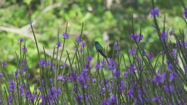 Lesser Violetear - ML446150011