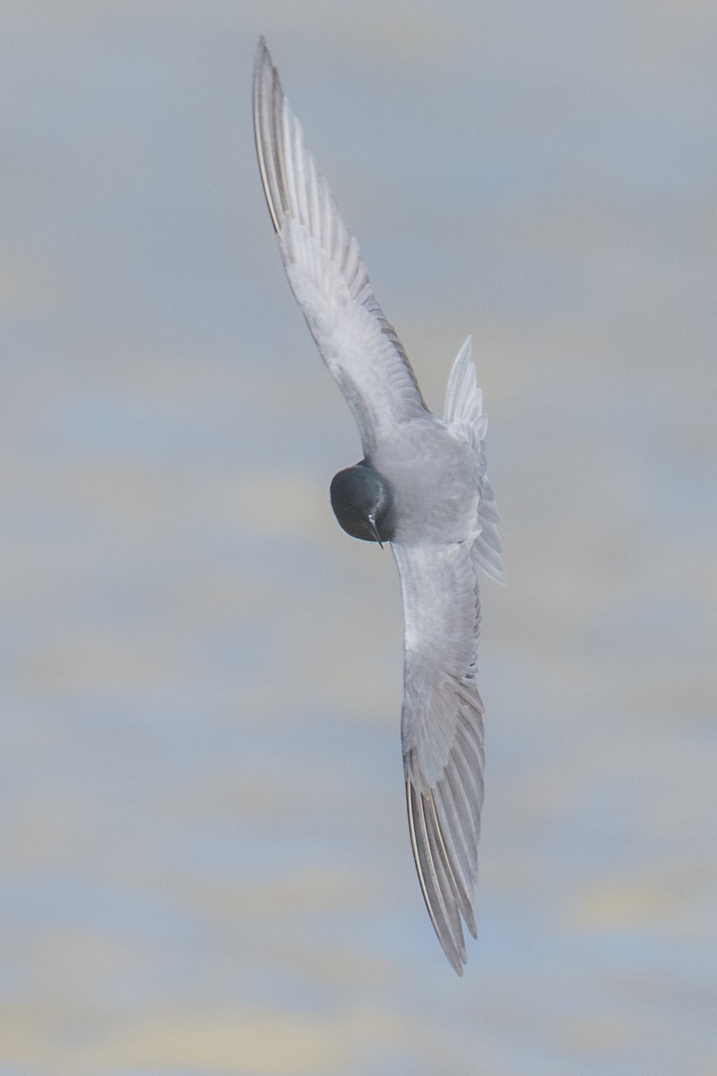 Black Tern - Jeff Bleam