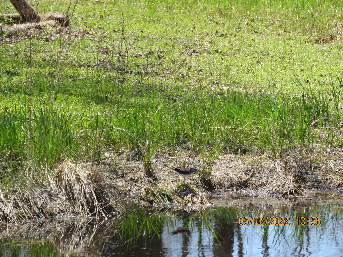 eremittsnipe - ML446151351