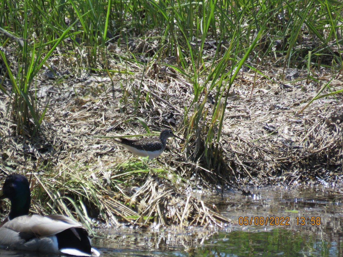 eremittsnipe - ML446151501