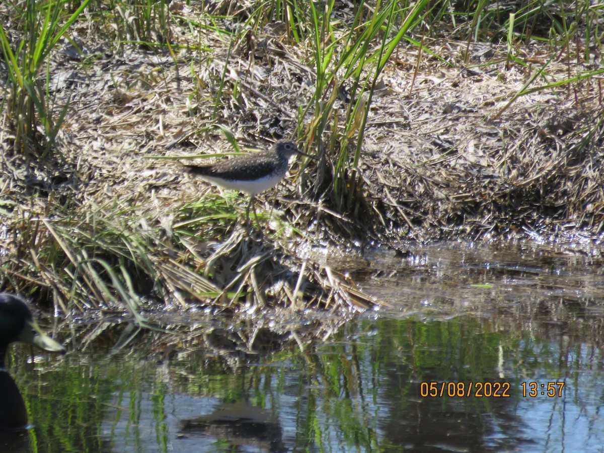 eremittsnipe - ML446151781
