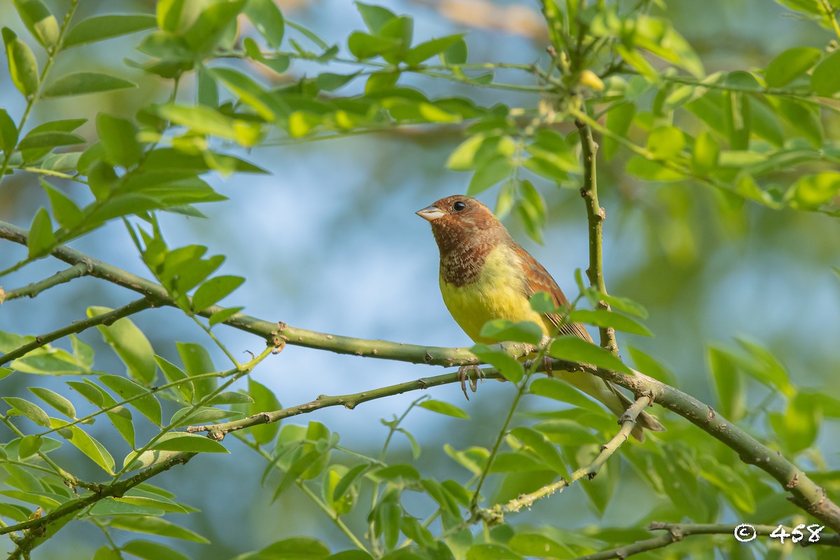 Chestnut Bunting - 大牙齿 458