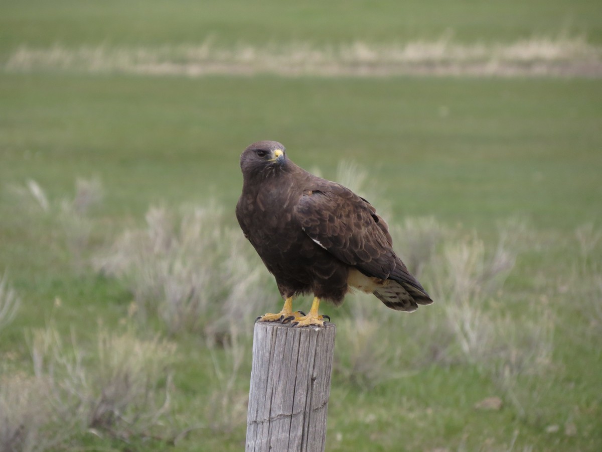 hawk sp. - ML446155561