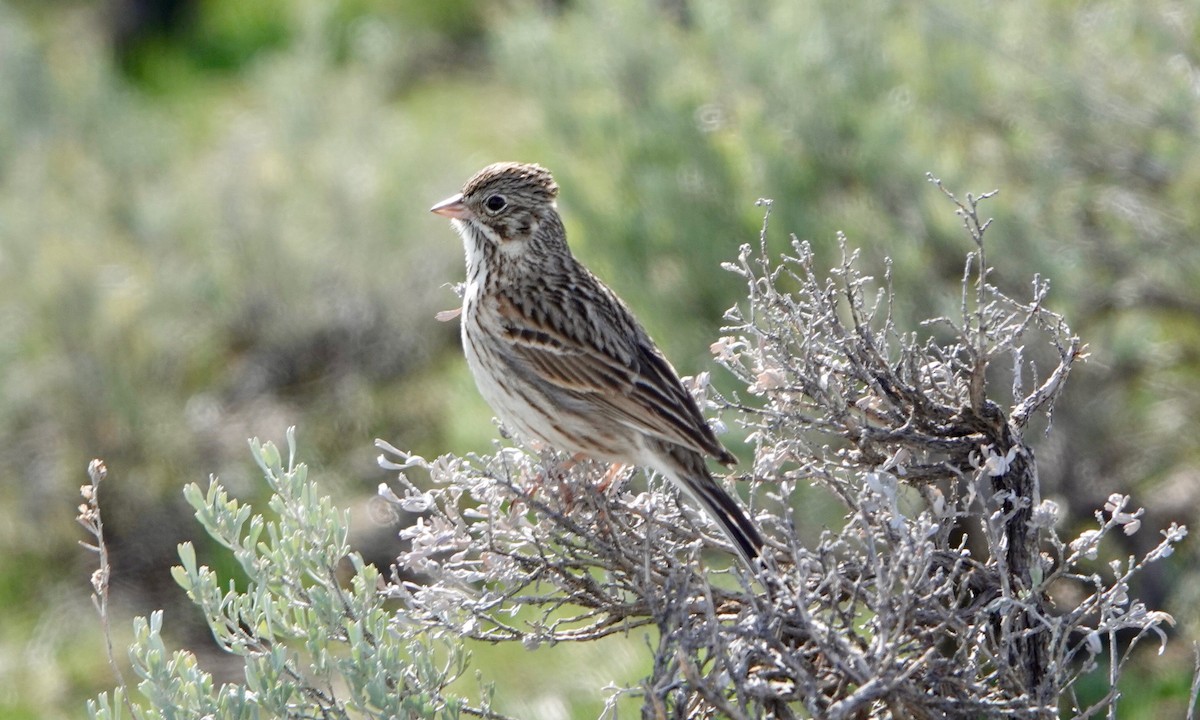 Vesper Sparrow - ML446155671