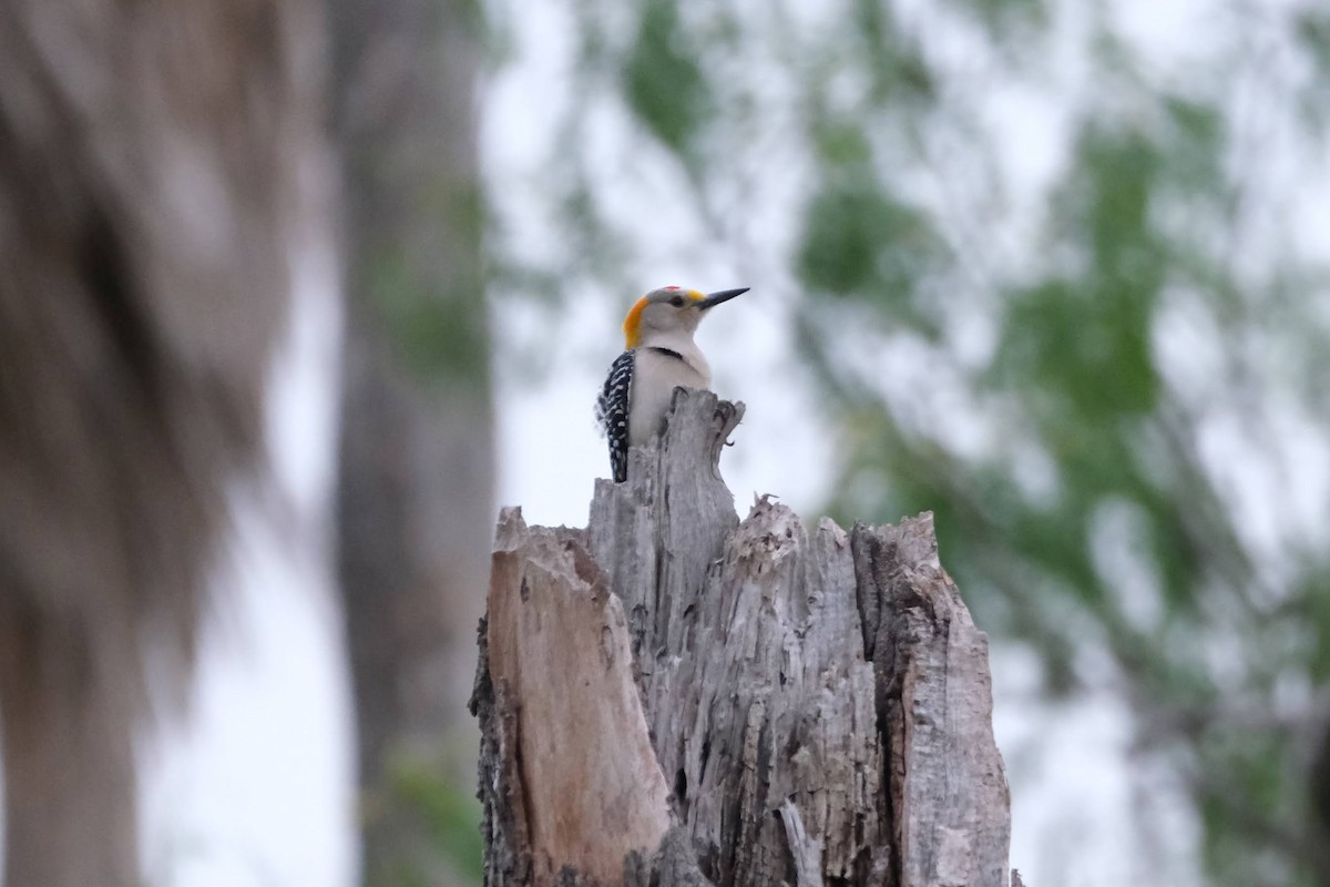 Golden-fronted Woodpecker - ML446155821