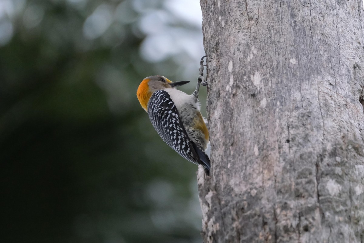 Golden-fronted Woodpecker - ML446155841