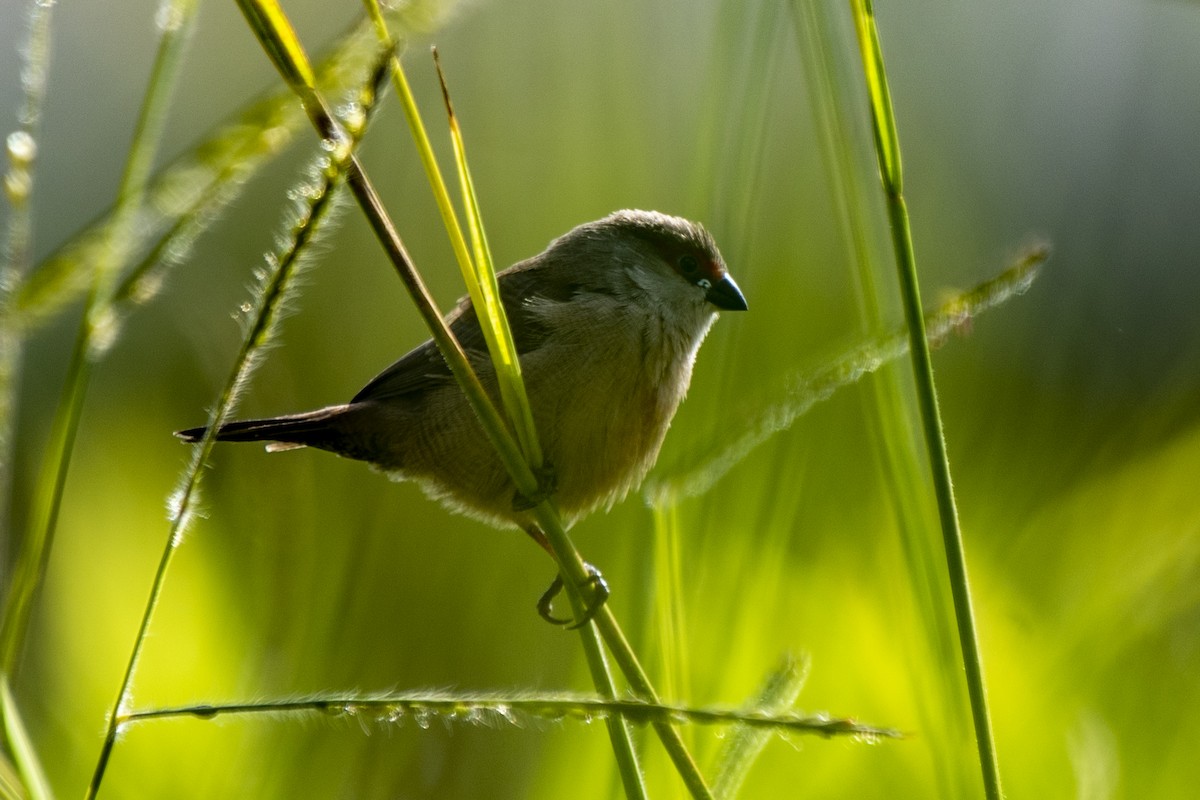 Common Waxbill - ML446157571