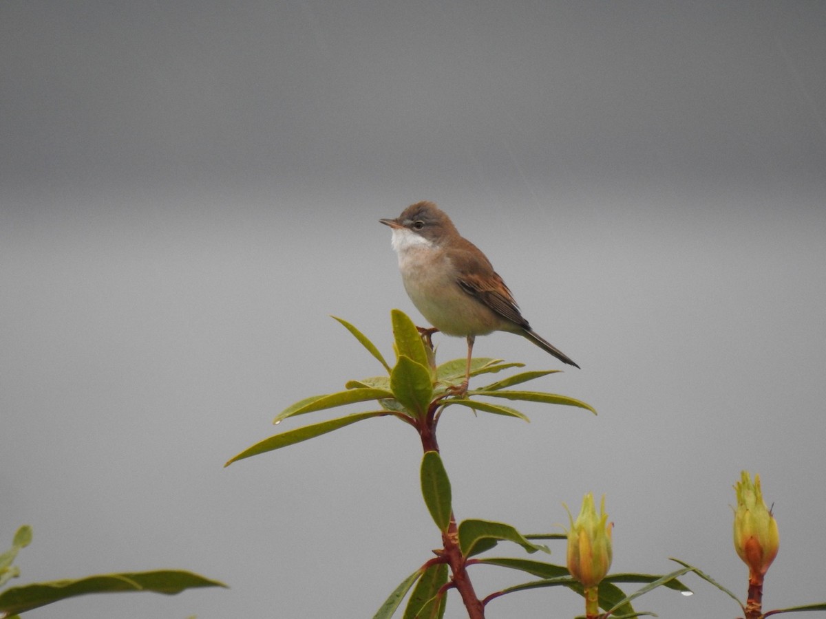 Greater Whitethroat - ML446157591