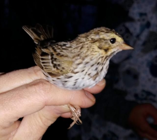 Savannah Sparrow - ML446159101