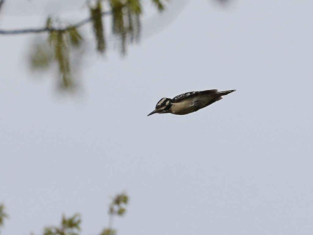 Hairy Woodpecker - ML446160001