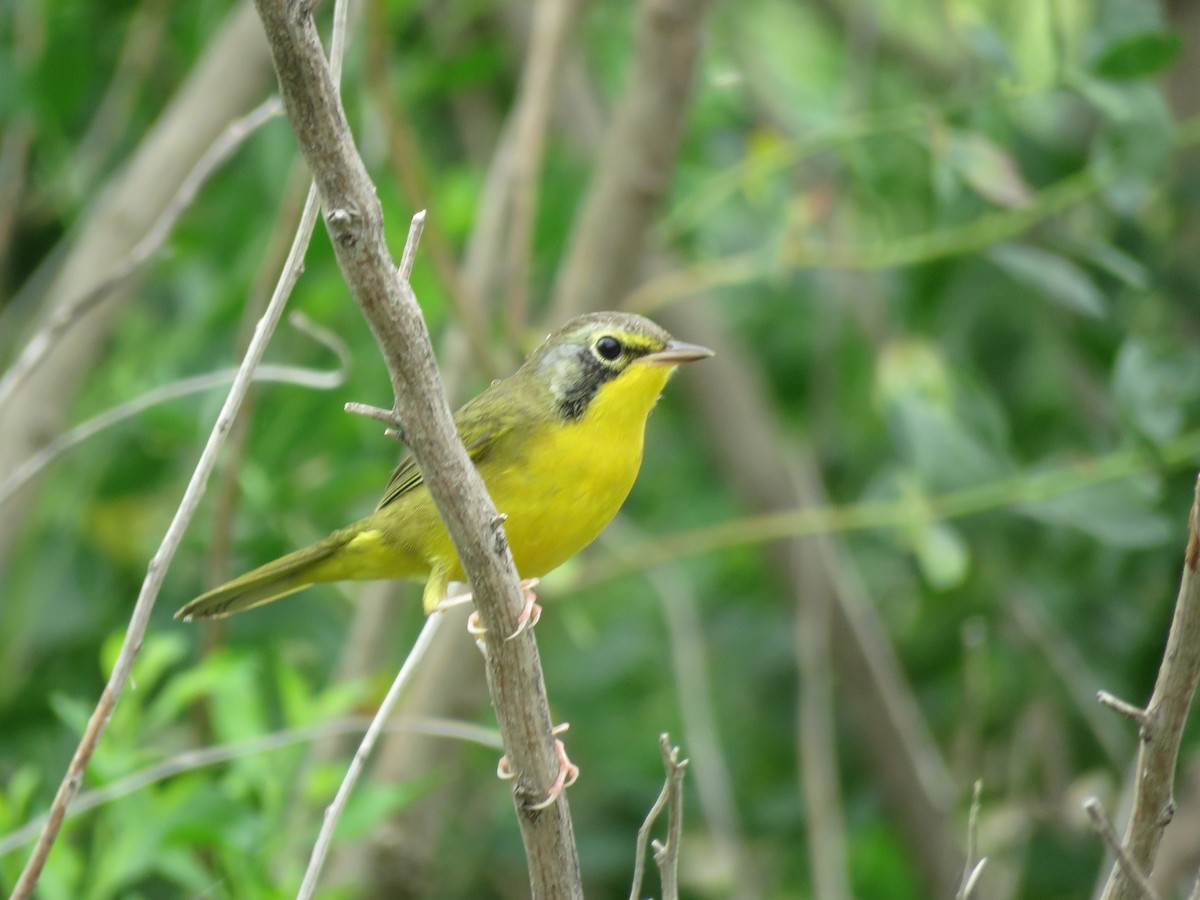 Kentucky Warbler x Common Yellowthroat (hybrid) - ML446160101