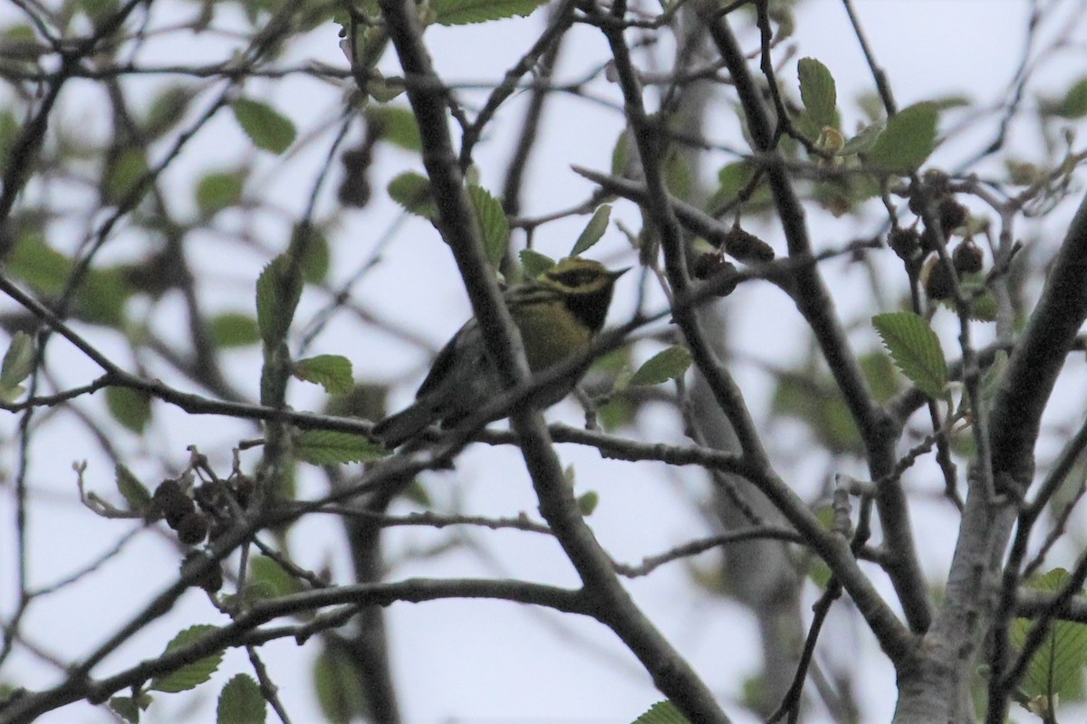 Townsend's Warbler - ML446162921