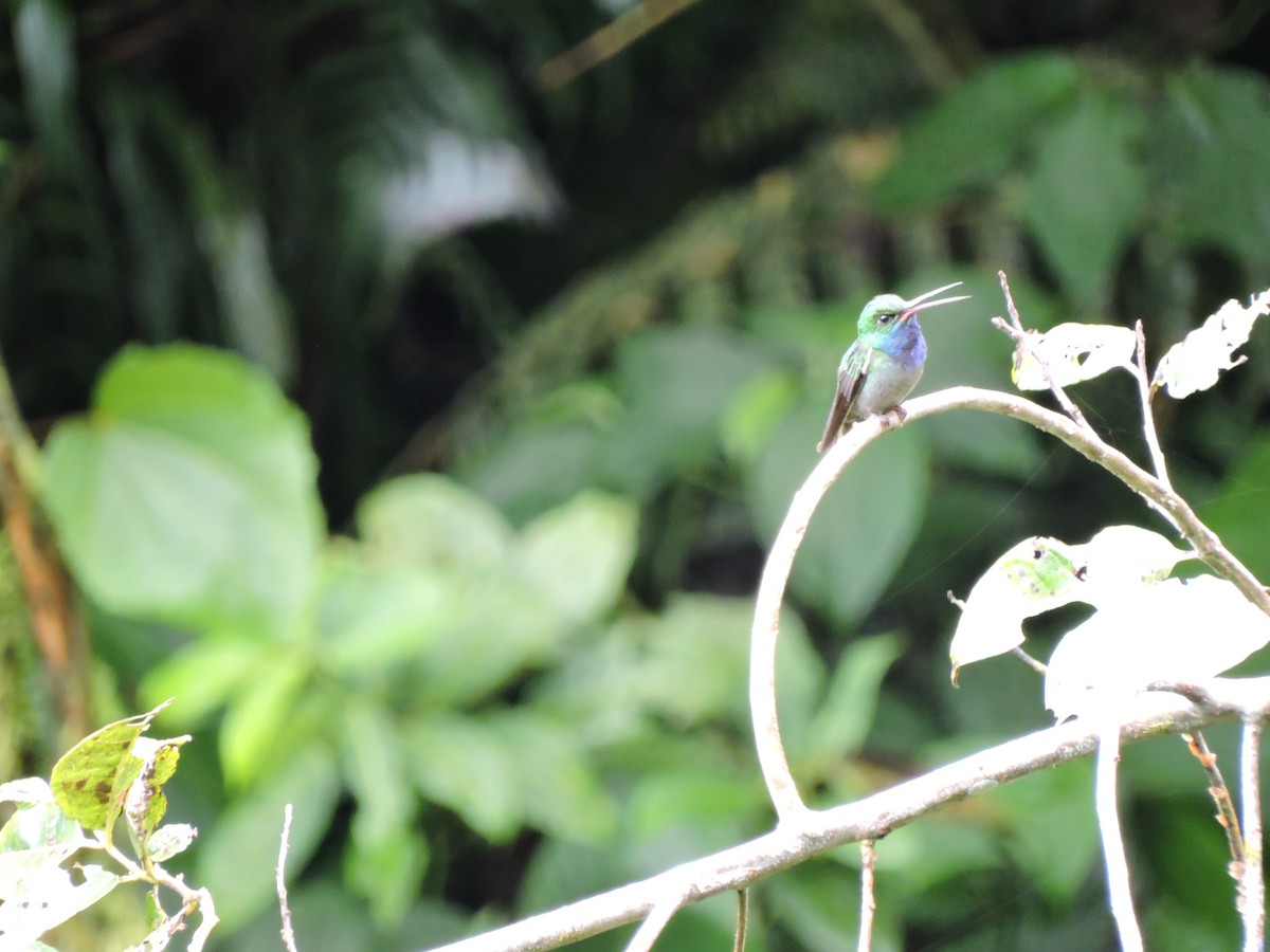 Colibrí de Bouguer Oriental - ML446163801