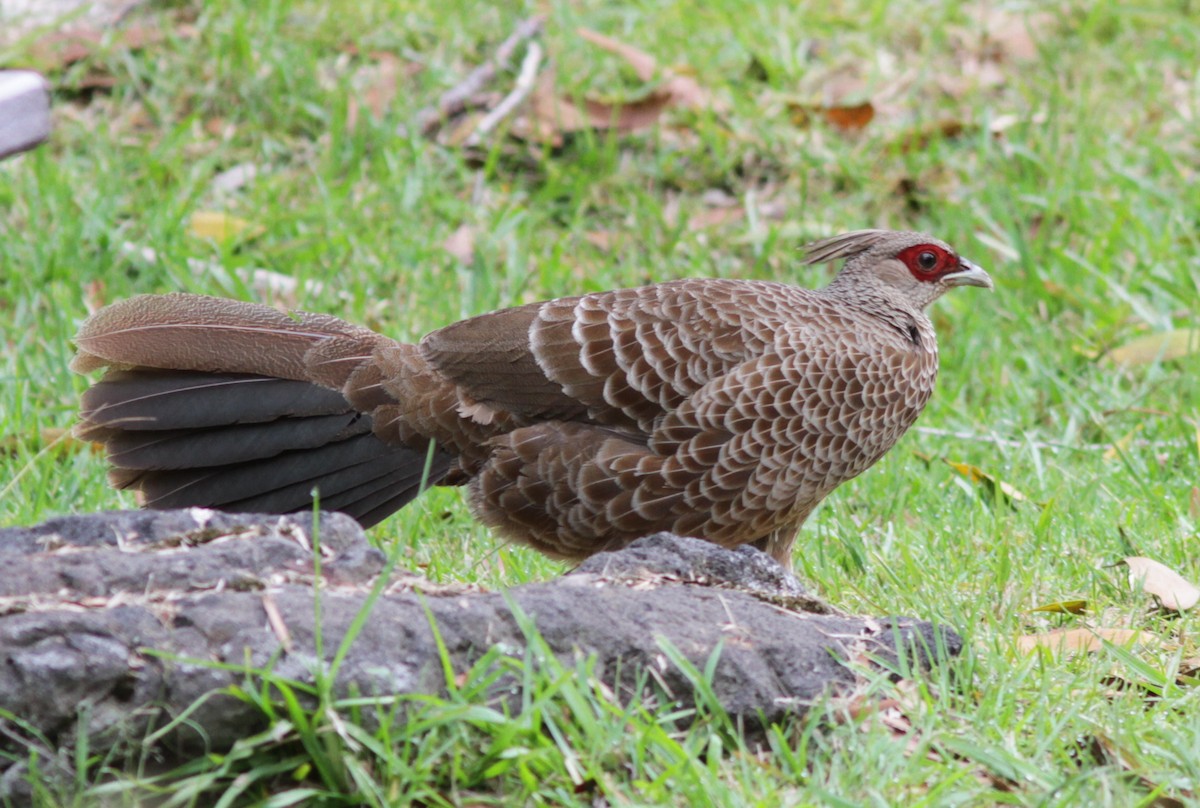 Kalij Pheasant - ML446165811