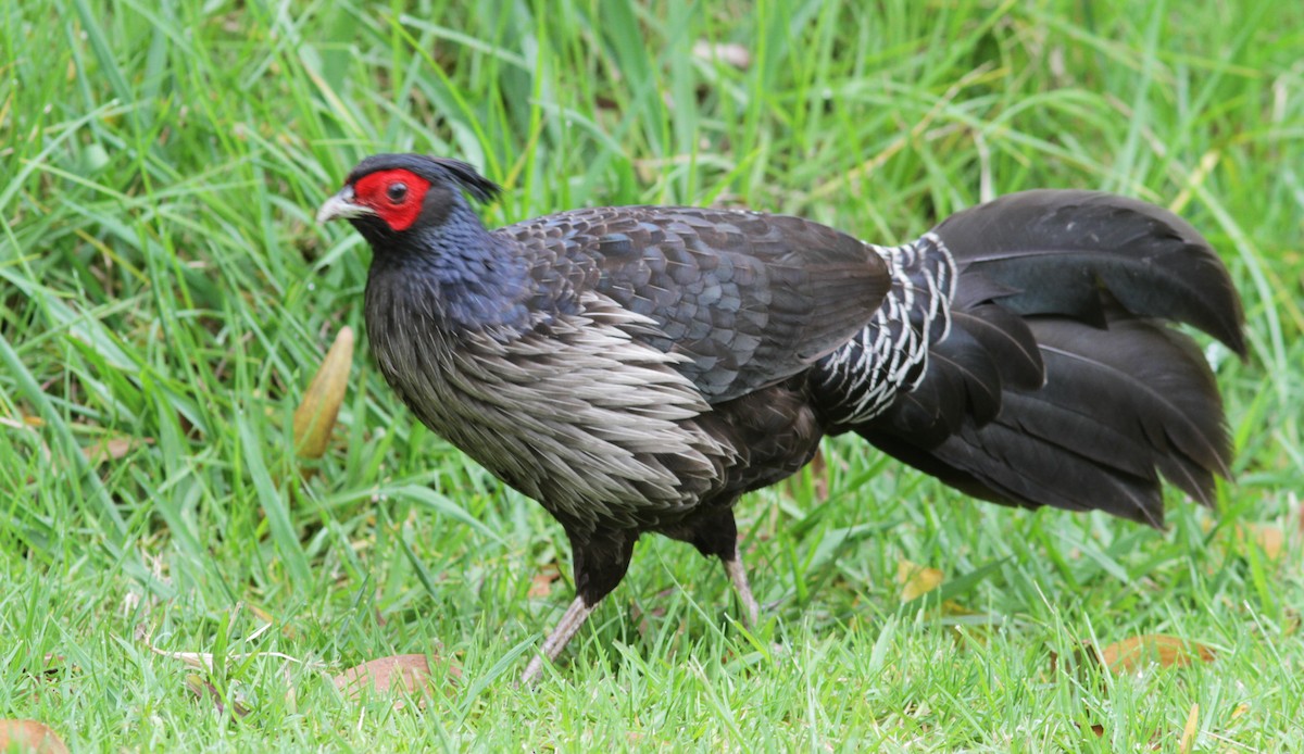 Kalij Pheasant - ML446165891