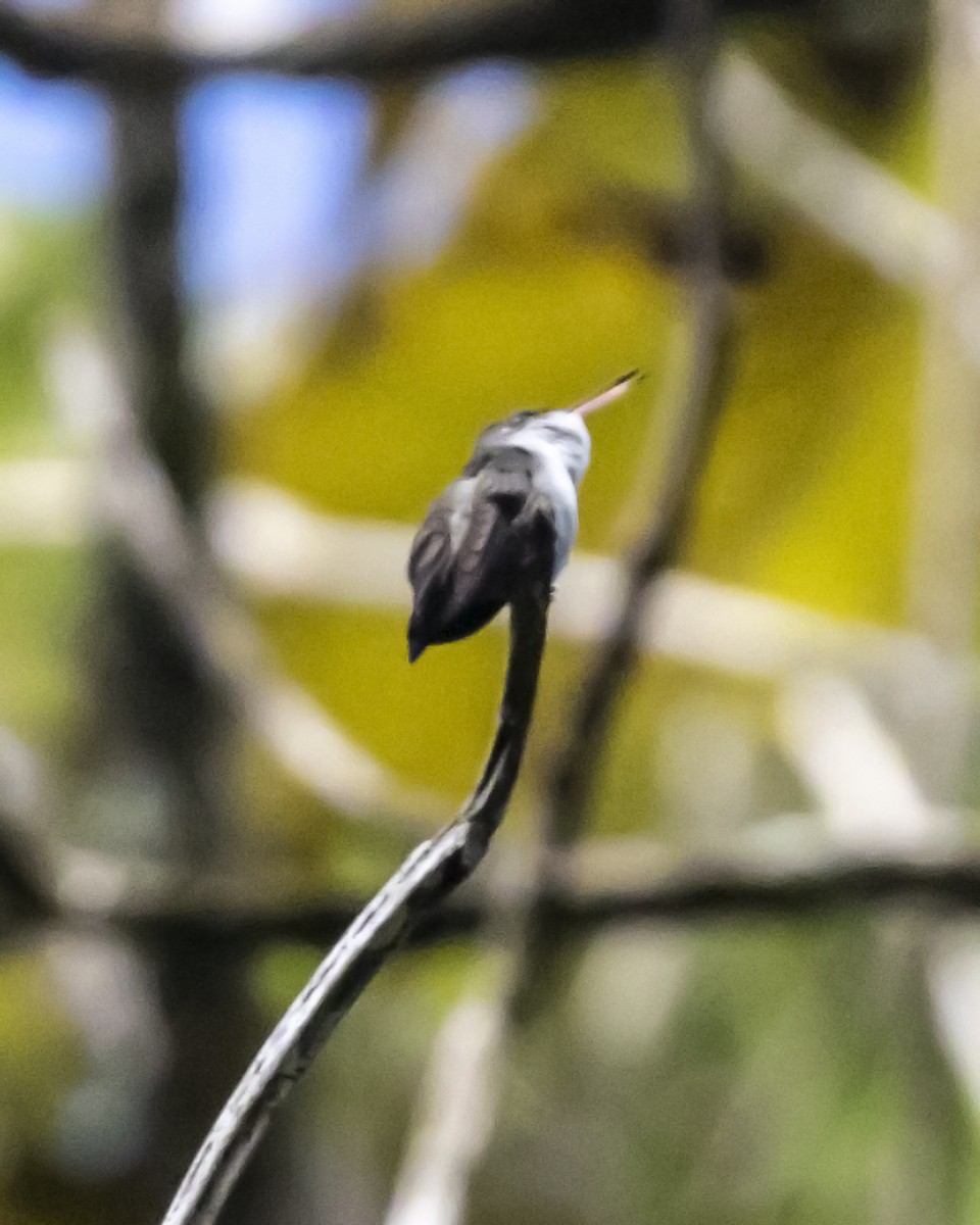 White-bellied Emerald - ML446165961