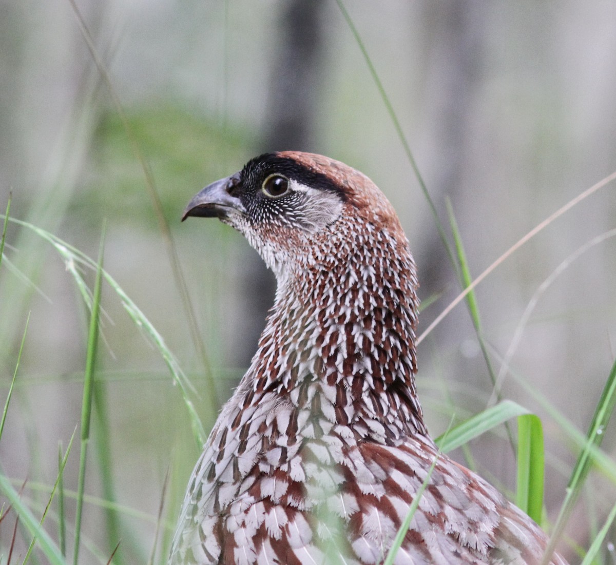 Erckel's Spurfowl - ML446166021