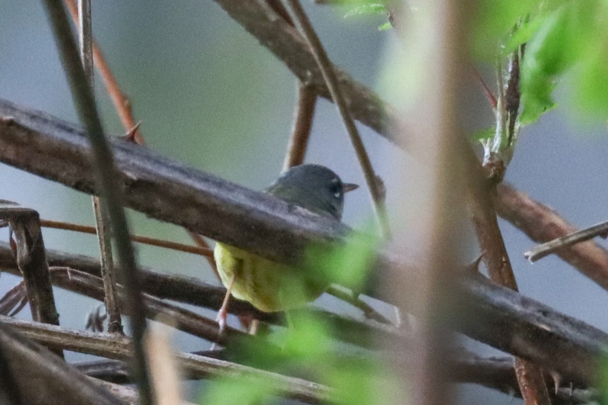 MacGillivray's Warbler - ML446166731