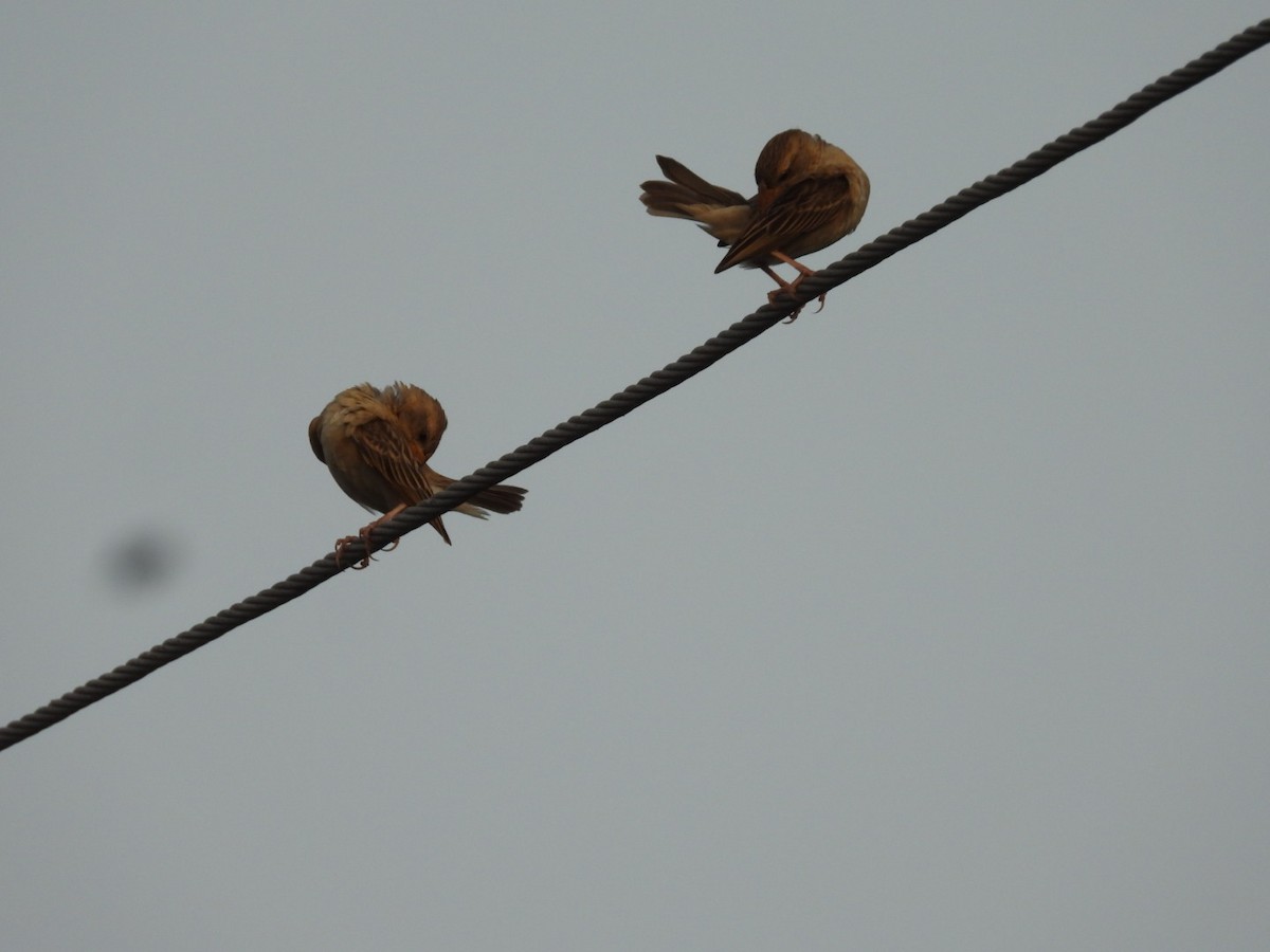 Baya Weaver - ML446167071