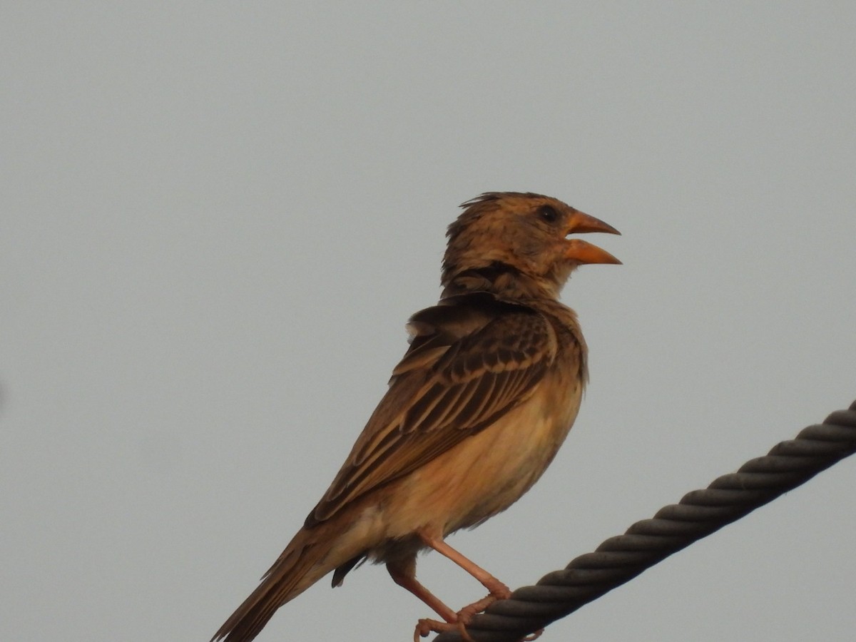 Baya Weaver - ML446167081