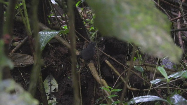 Silvery-fronted Tapaculo - ML446167651