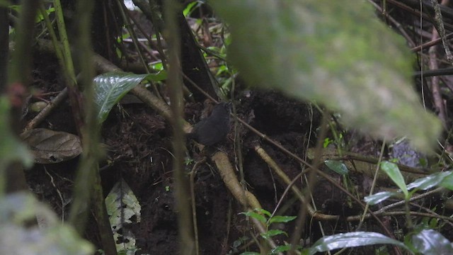 Silberbrauentapaculo - ML446167651