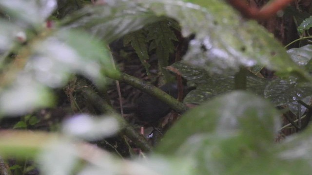 Silvery-fronted Tapaculo - ML446168301