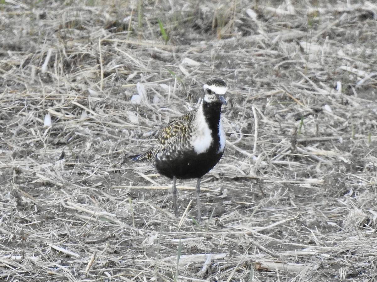 American Golden-Plover - Sharlane Toole