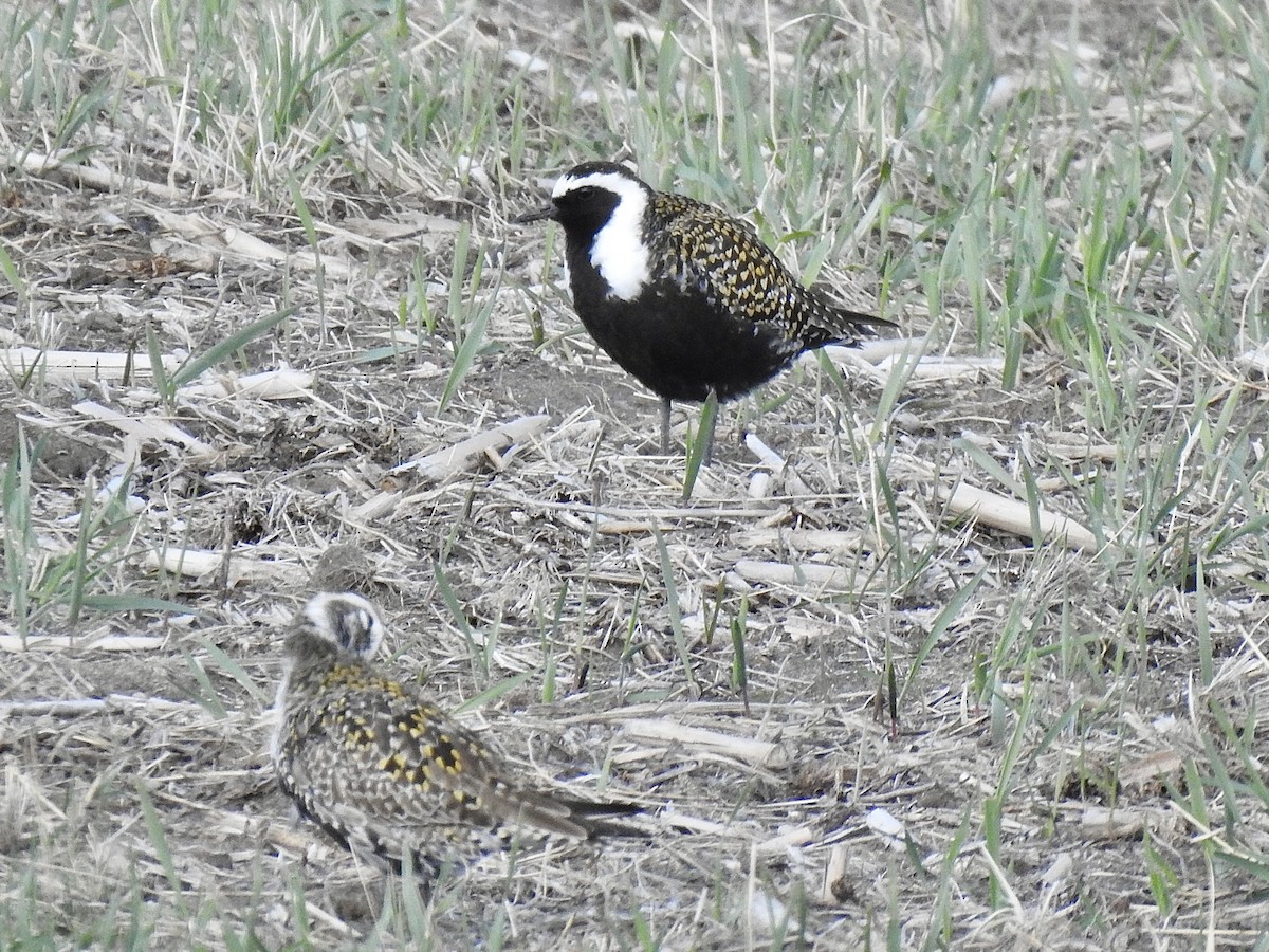 American Golden-Plover - Sharlane Toole