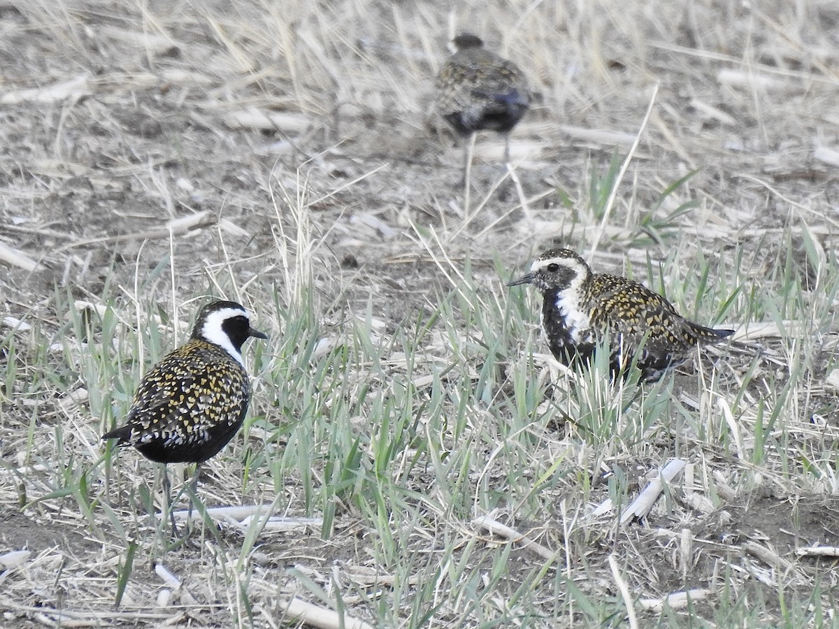 American Golden-Plover - ML446168521