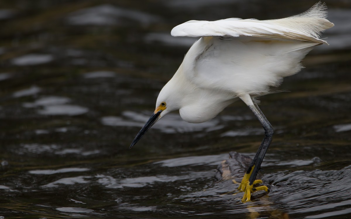 Snowy Egret - ML446168531