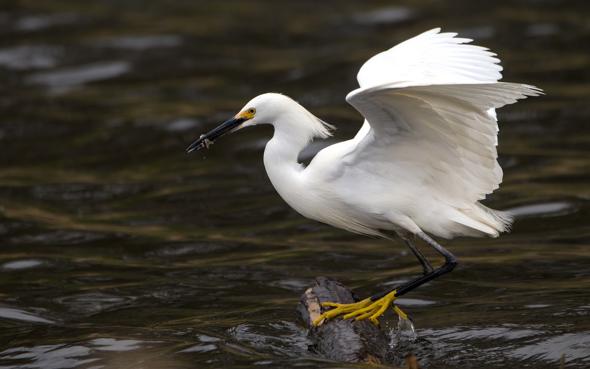 Snowy Egret - ML446168571