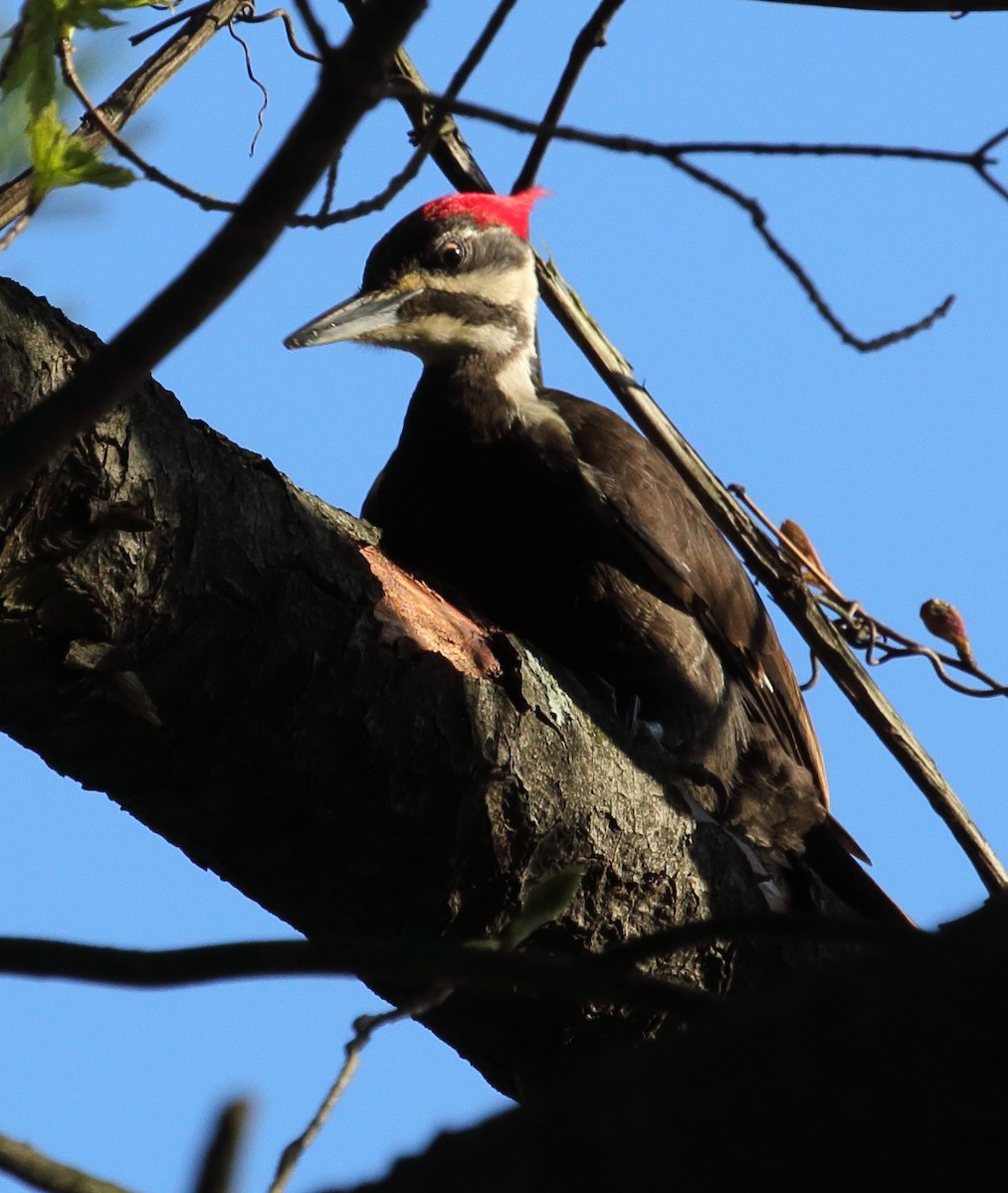 Pileated Woodpecker - ML446170601