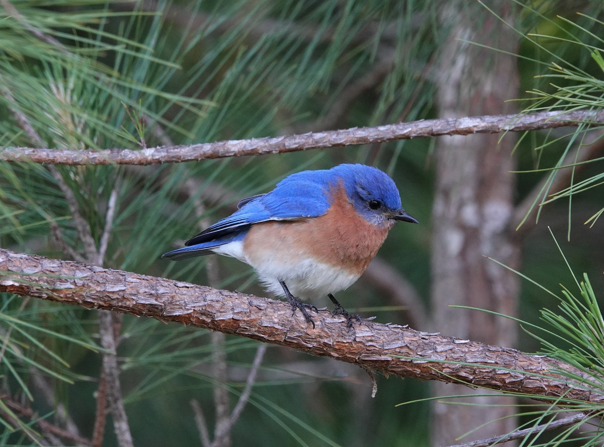 Eastern Bluebird - ML446170691