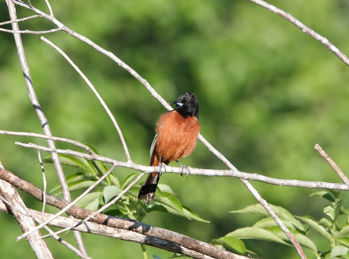 Orchard Oriole - Mark Goodwin