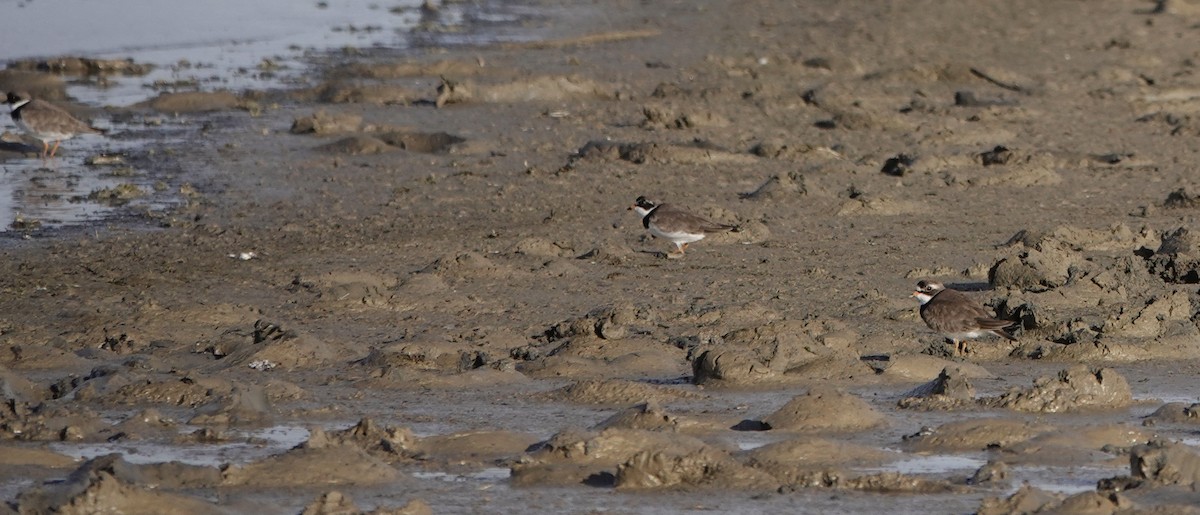 Semipalmated Plover - ML446172971