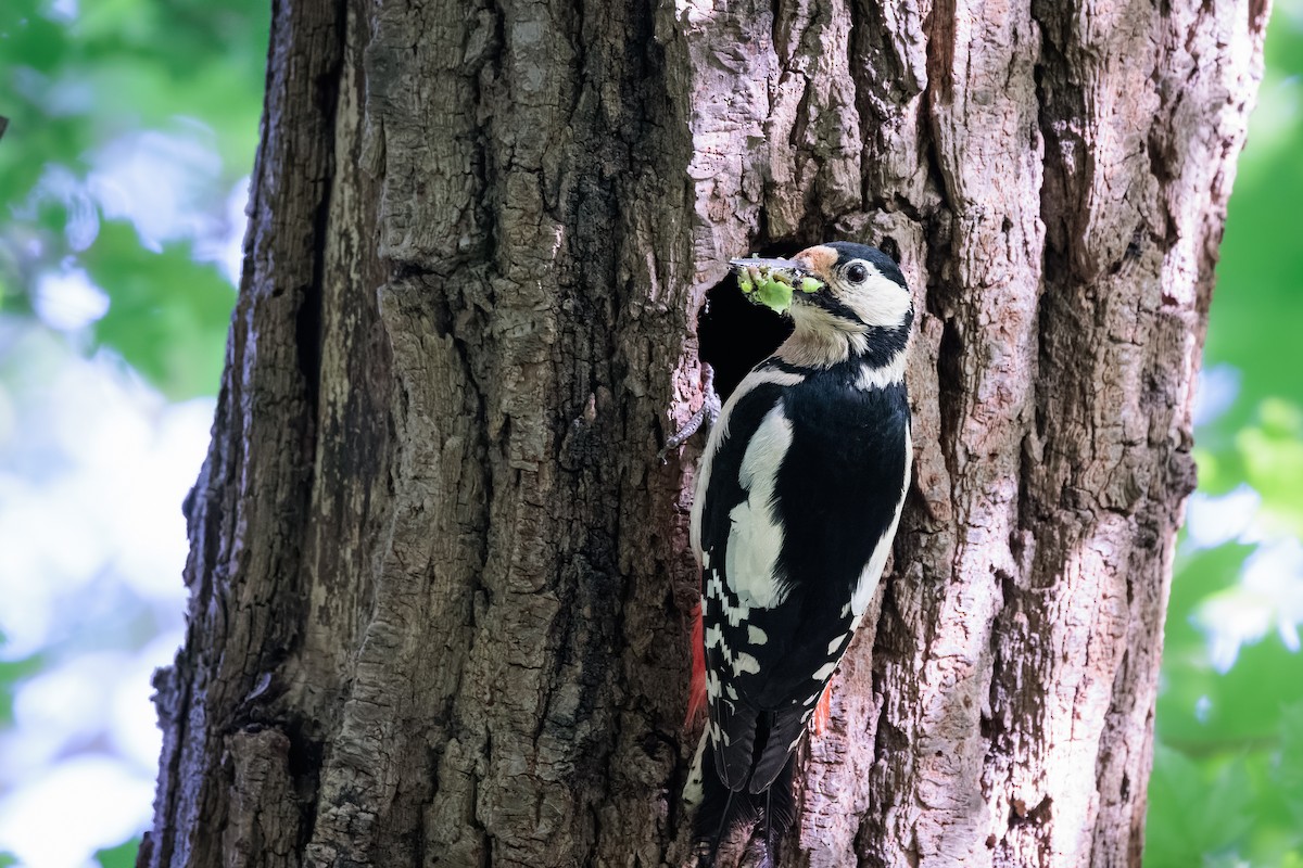 Great Spotted Woodpecker - ML446174871