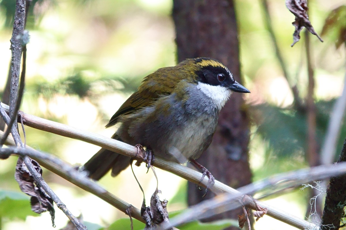 Green-striped Brushfinch - ML446175651