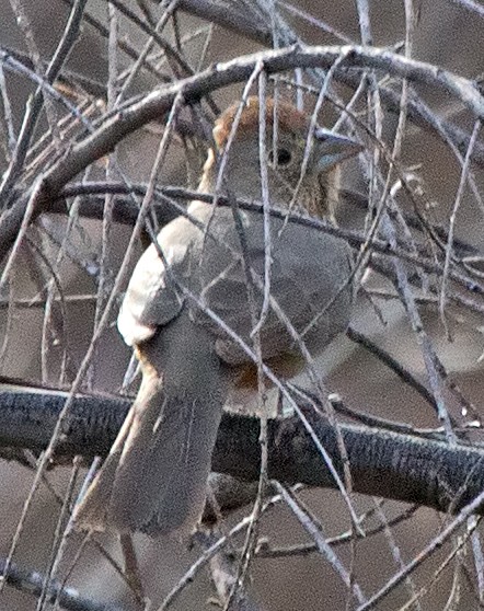 Canyon Towhee - ML44617651