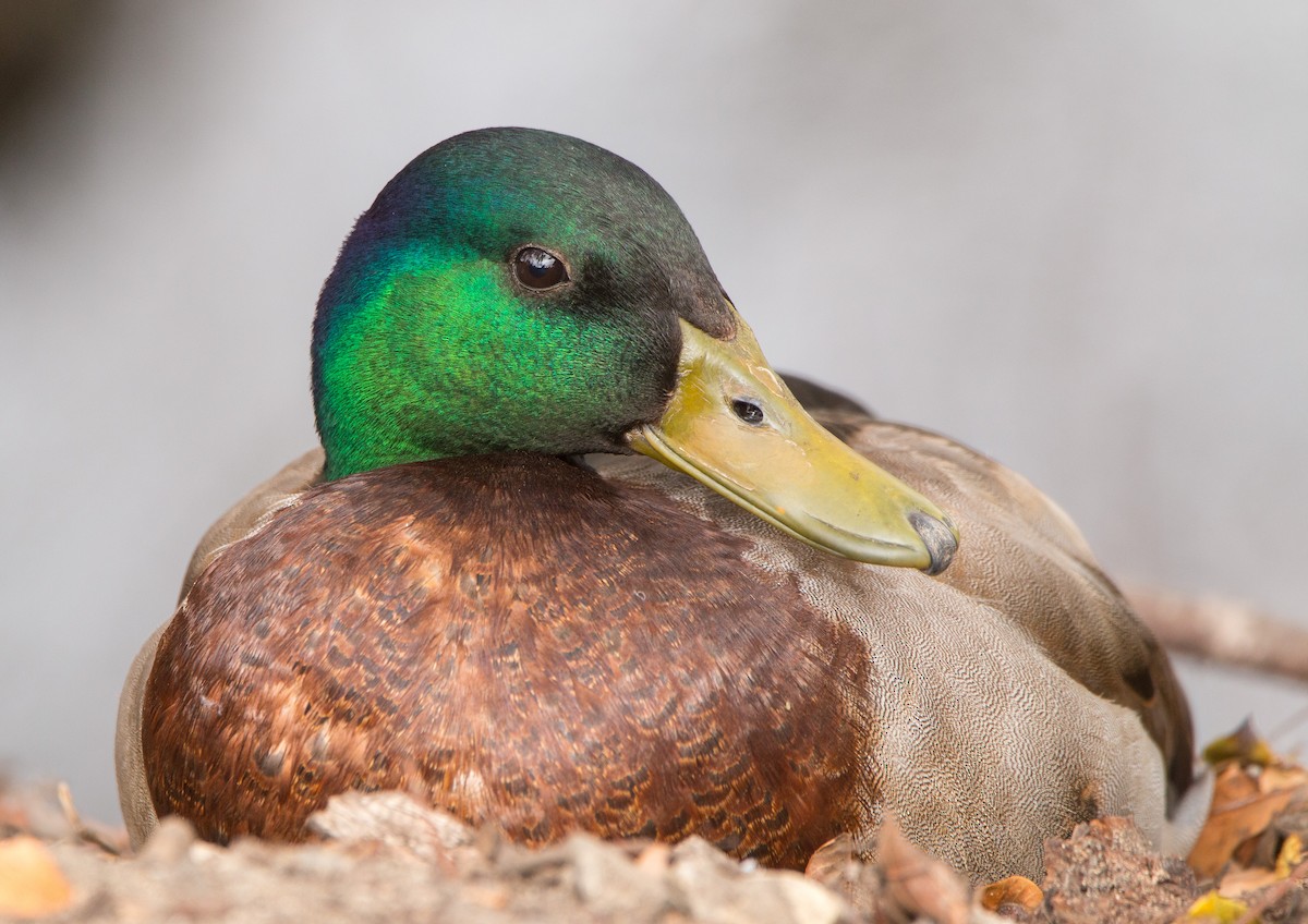 Canard colvert - ML446177191