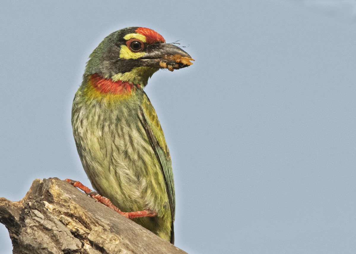 barbet zvučnohlasý - ML446177511