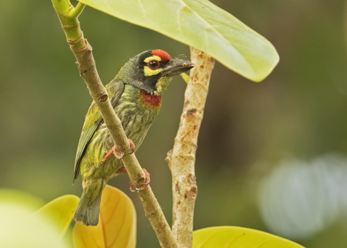 barbet zvučnohlasý - ML446177551