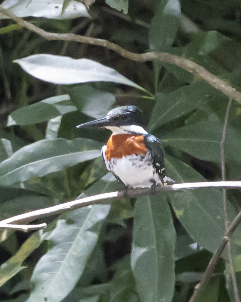 Green Kingfisher - ML446177731