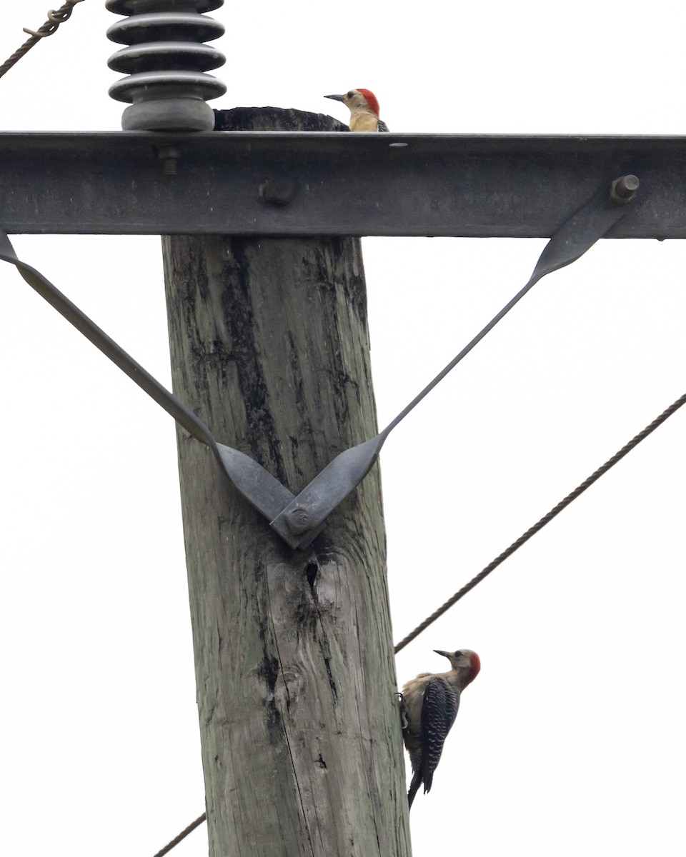 Golden-fronted Woodpecker - ML446177861