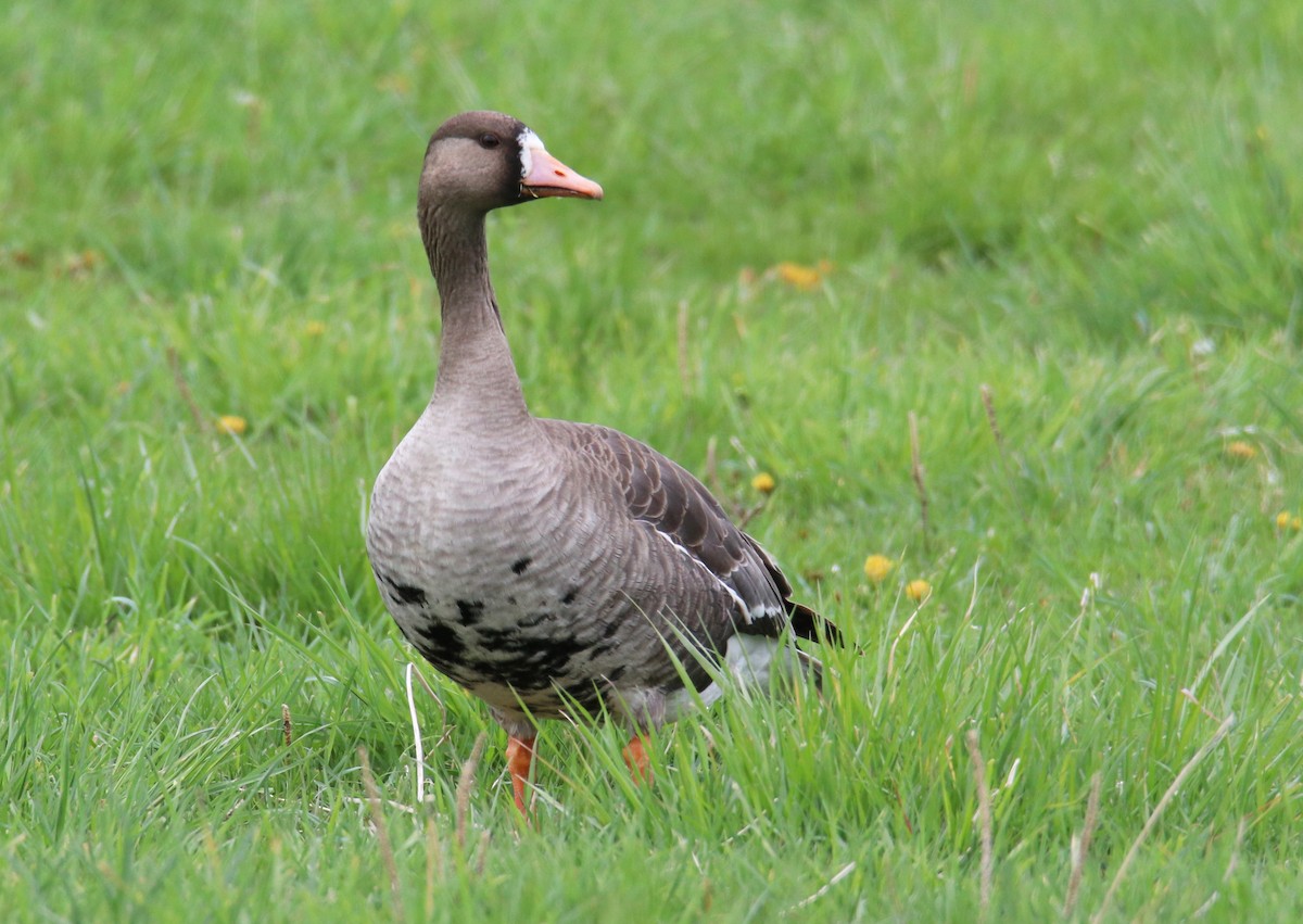 Greater White-fronted Goose - ML446178111