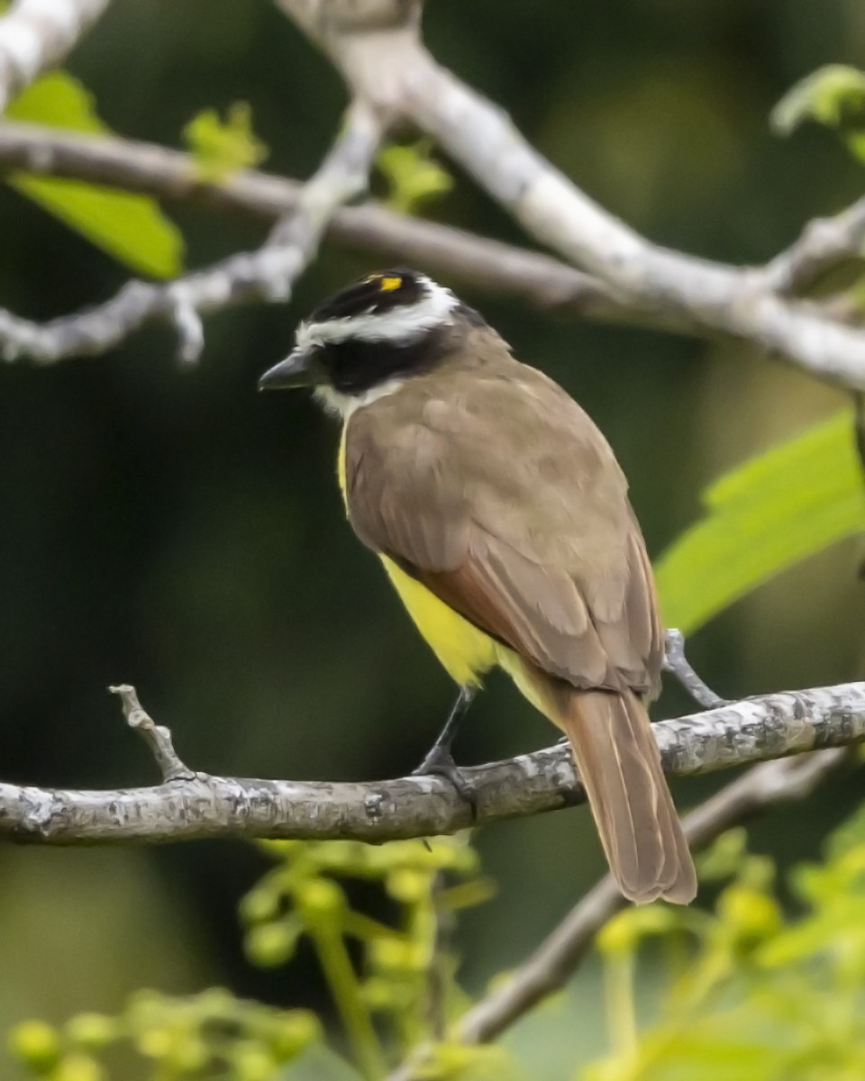 Great Kiskadee - ML446178311