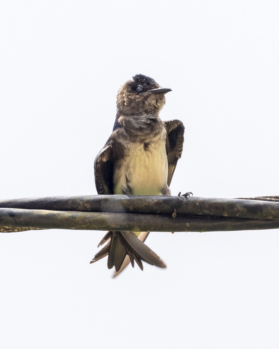 Gray-breasted Martin - ML446178461