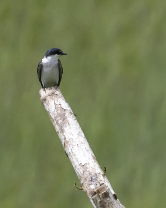 Mangrove Swallow - ML446178581