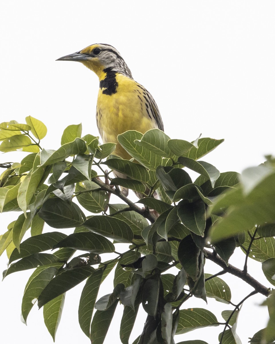 Eastern Meadowlark - ML446178751